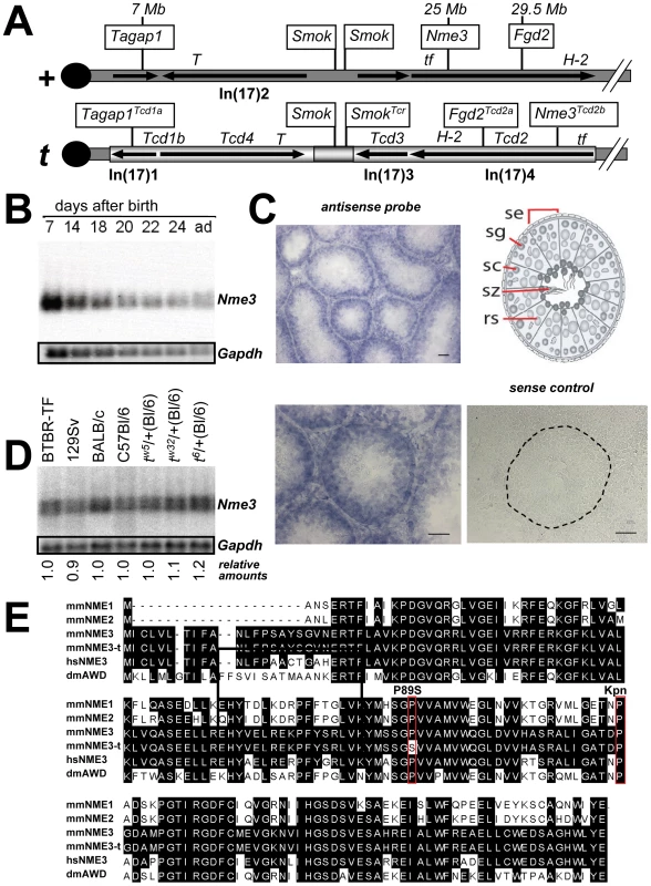 <i>Nme3</i> is a <i>Tcd2</i> candidate.