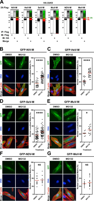 Analysis of the ubiquitin-regulated nuclear export of matrix proteins from five <i>Paramyxovirinae</i> genera.