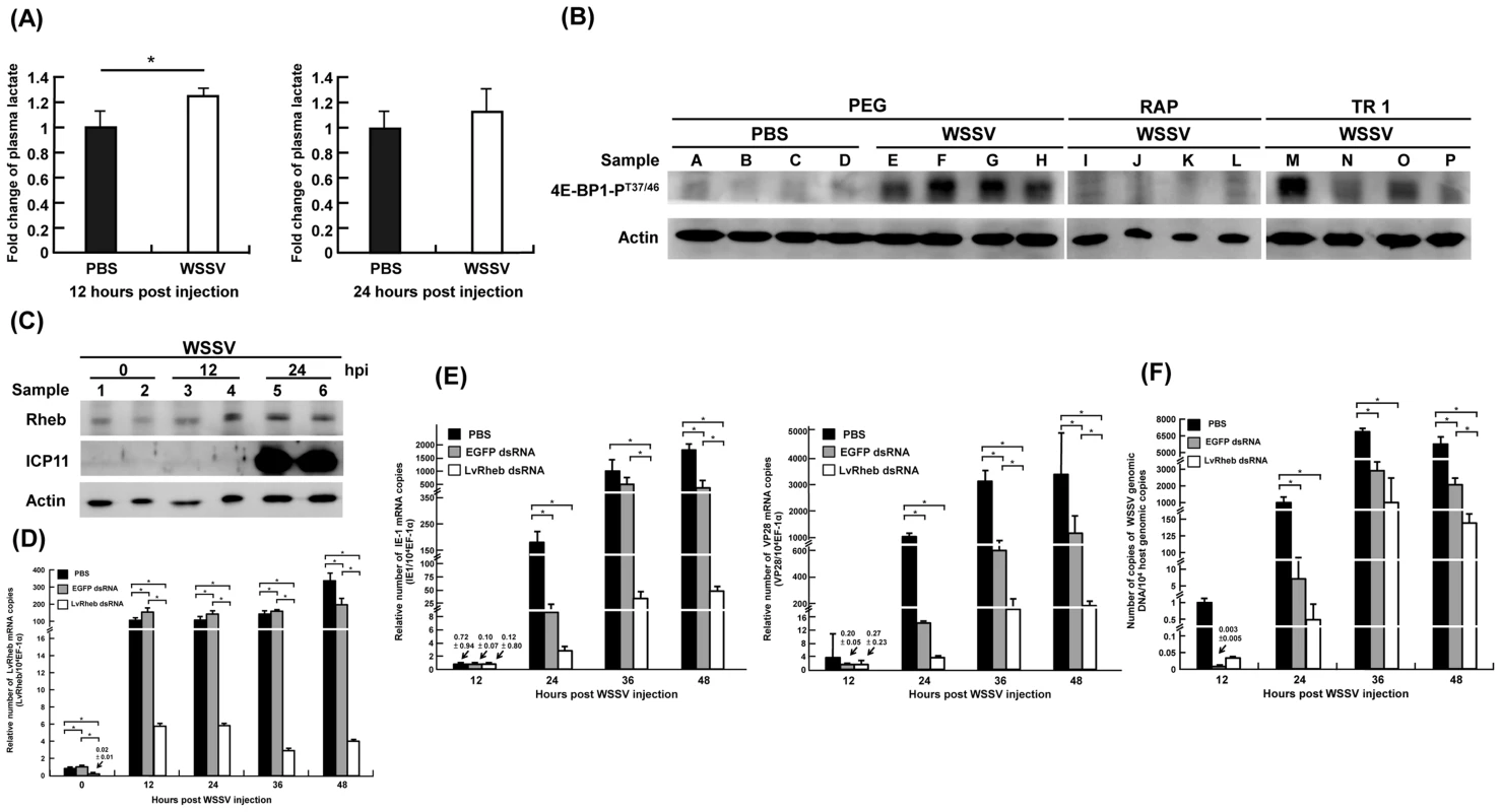 (A) WSSV infection increased the plasma lactate production at the WSSV genome replication stage (12 hpi), rather than at the late stage (24 hpi).