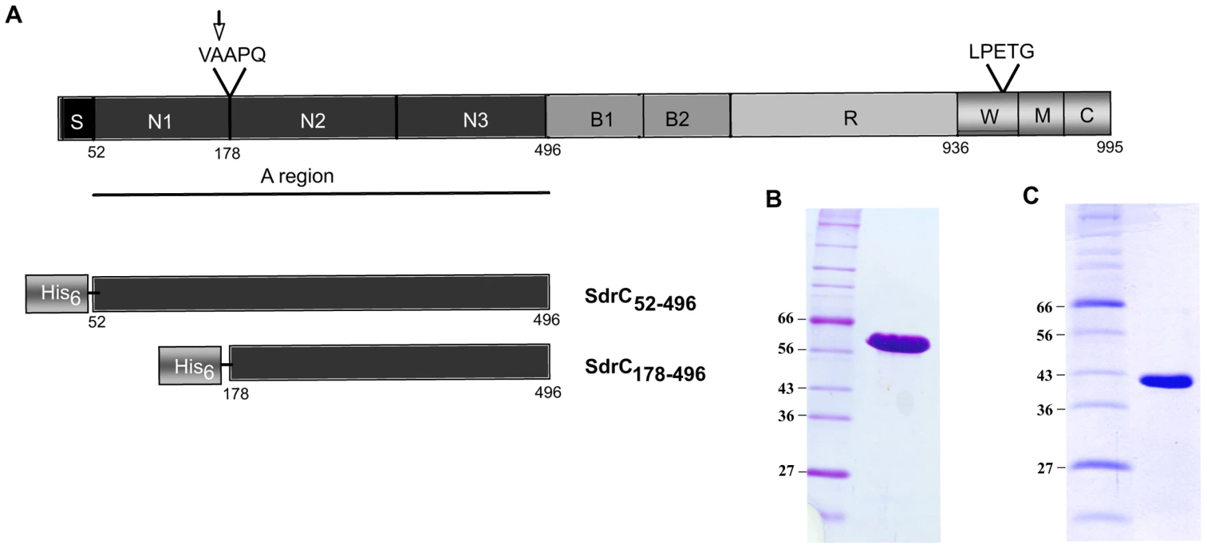 Structural organization of SdrC and recombinant proteins.