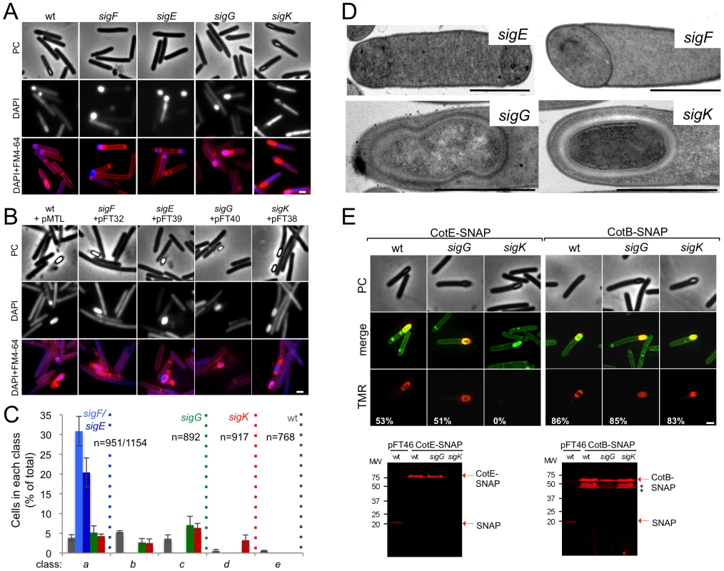 The sporulation pathway in <i>C. difficile</i> 630Δ<i>erm</i>, and the role of <i>sigF</i>, <i>sigE</i>, <i>sigG</i> and <i>sigK</i>.