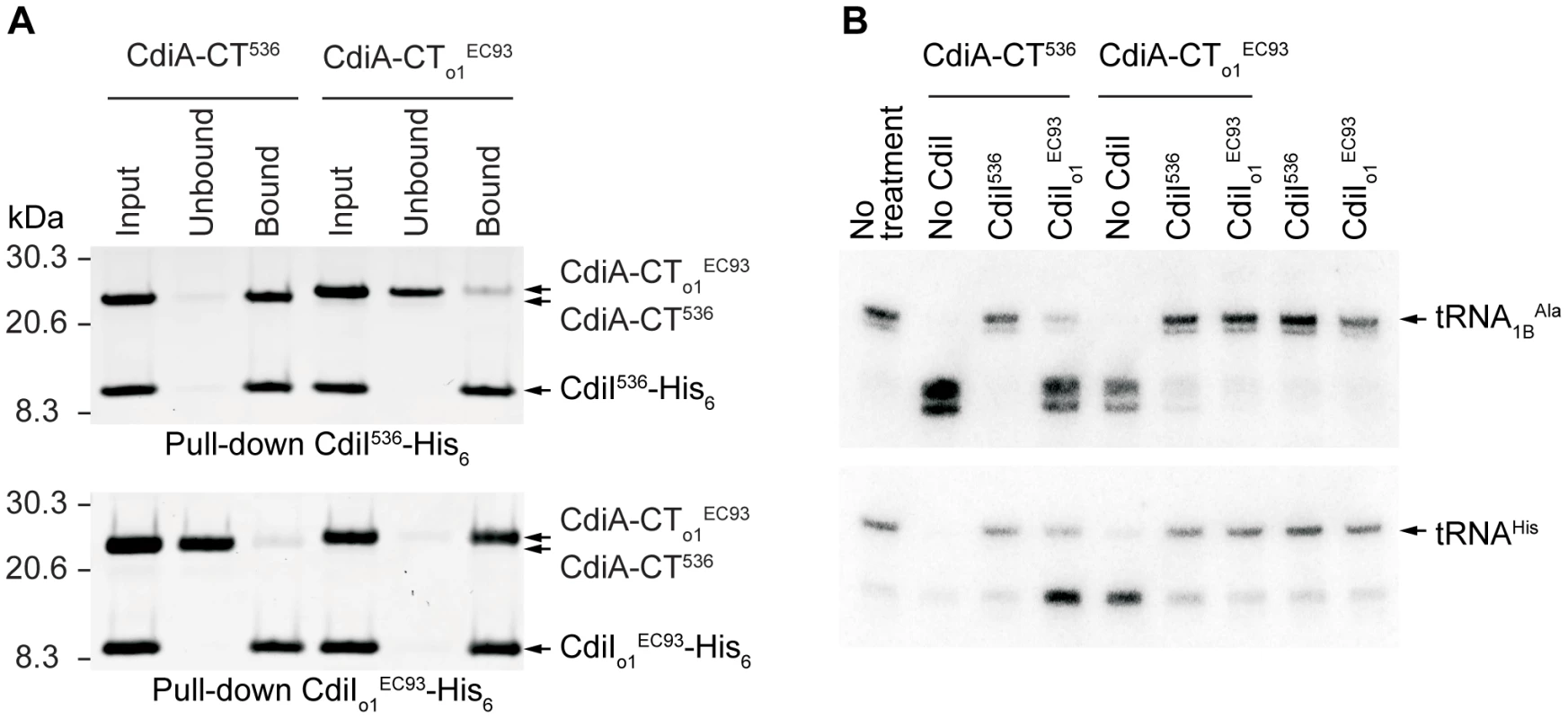The tRNase activity of CdiA-CT<sub>o1</sub><sup>EC93</sup> is blocked by the binding of CdiI<sub>o1</sub><sup>EC93</sup>.