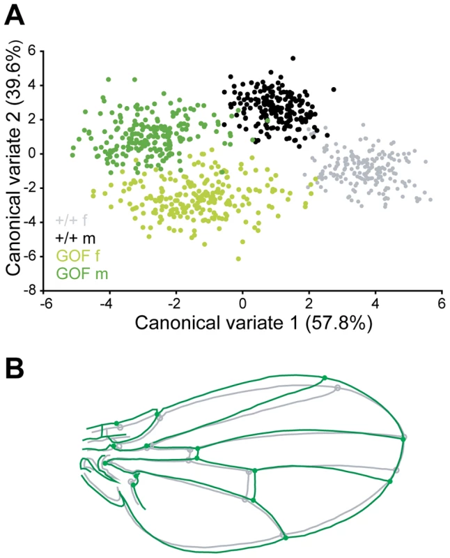 Overexpressing <i>CycG</i> alters wing shape.