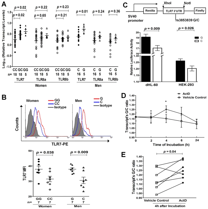 The SLE-risk G allele of rs3853839 confers elevated TLR7 expression through slower mRNA degradation.