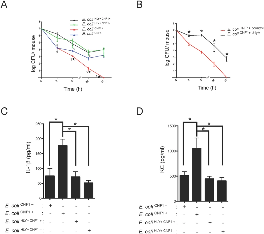 HlyA counteracts the CNF1-induced host response.