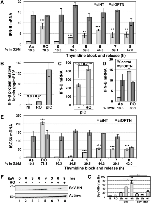 The IFN/ISG signaling pathway is induced in G2/M synchronized cells.