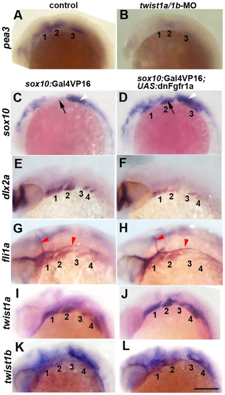 Fgf signaling depends on Twist1 and regulates a subset of ectomesenchyme gene expression.