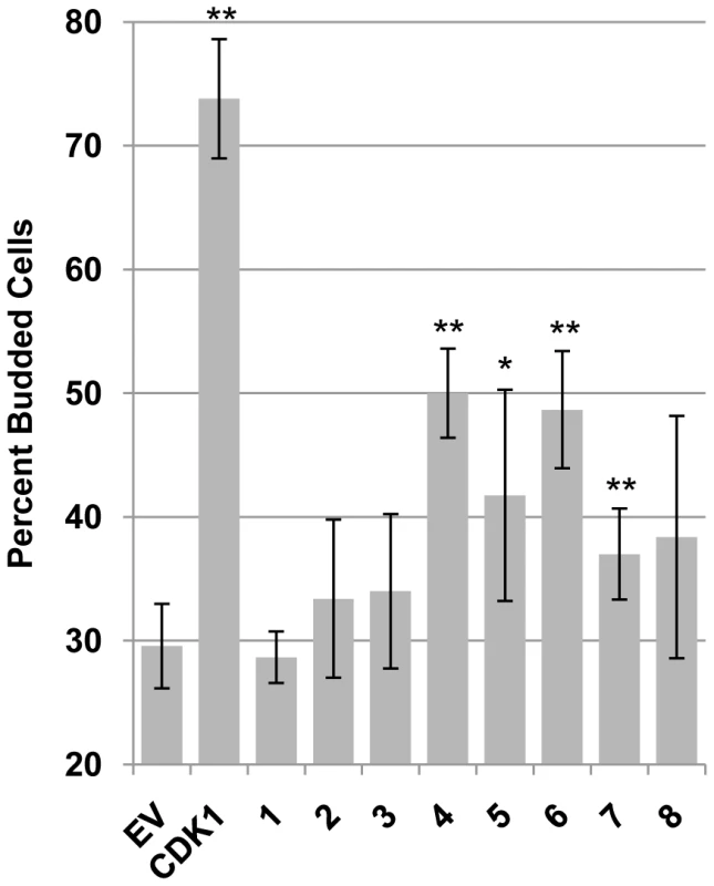 A subset of CHPKs display CDK activity.
