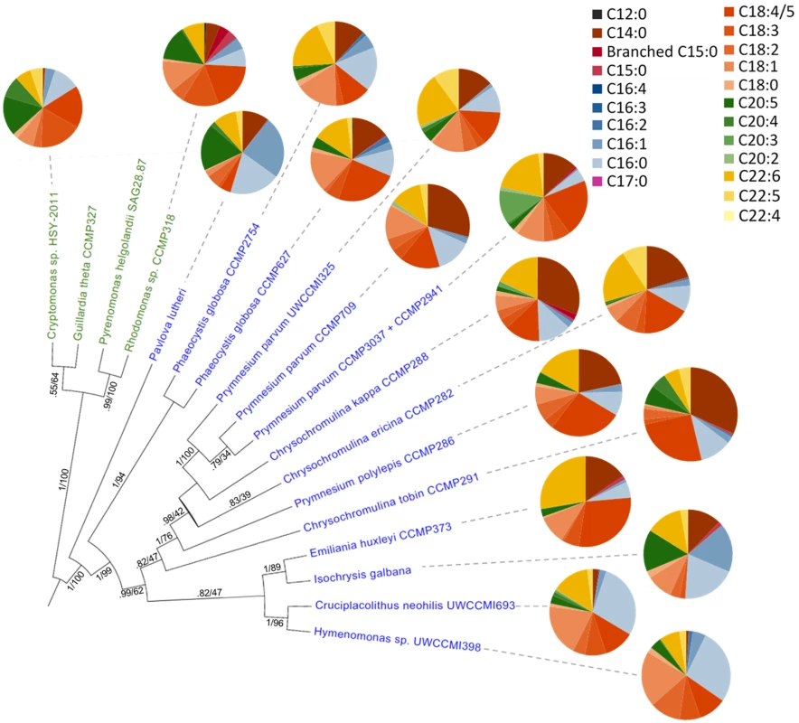 Fatty acid content across haptophyte (blue text) and cryptophyte (green text) algal species.