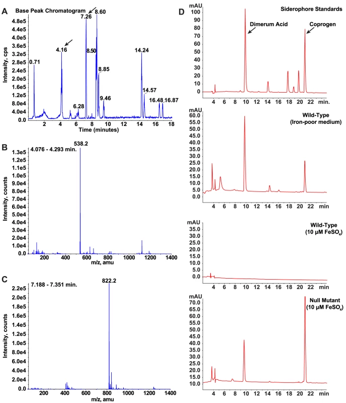 Identification and characterization of siderophores in <i>B. dermatitidis</i>.