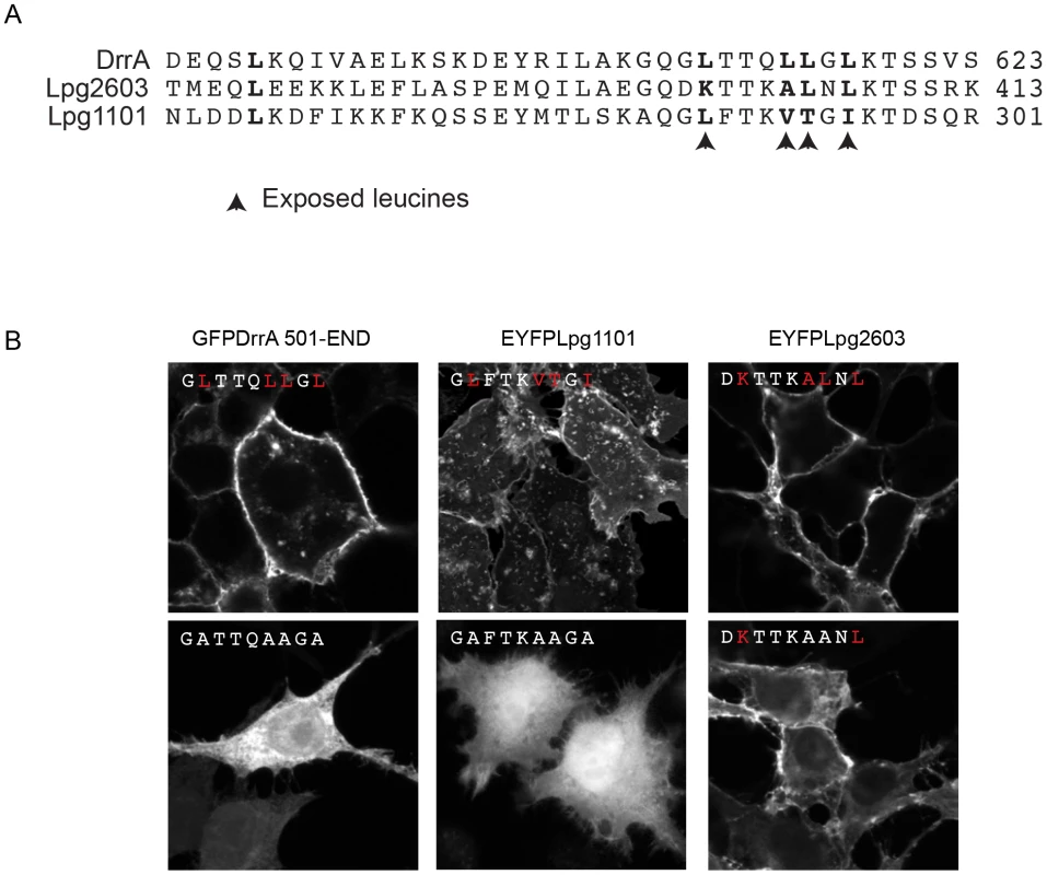 Role of the Membrane Insertion Motif (MIM) in LEPR-containing effectors association with the PM.