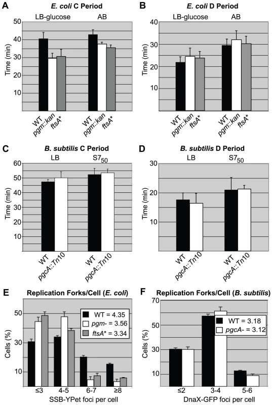 Replication rate is increased in short <i>E. coli</i> cells.