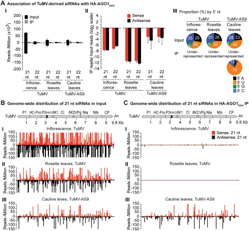 Profile of endogenous and TuMV-derived siRNAs in plants expressing HA-AGO1<sub>DAH</sub> in an <i>ago2–1</i> background.