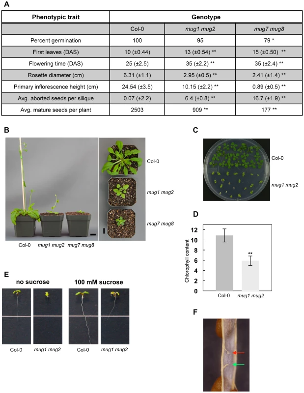 Phenotypic analysis of <i>mug1 mug2</i> and <i>mug7 mug8</i> in <i>A. thaliana</i>.
