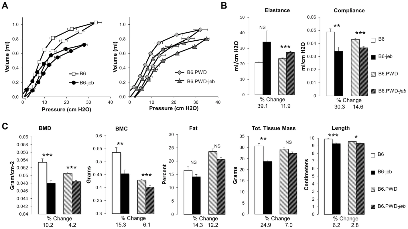 The PWD chr19 reduces respiratory and bone abnormalities of <i>Lamc2<sup>jeb/jeb</sup></i> mice.