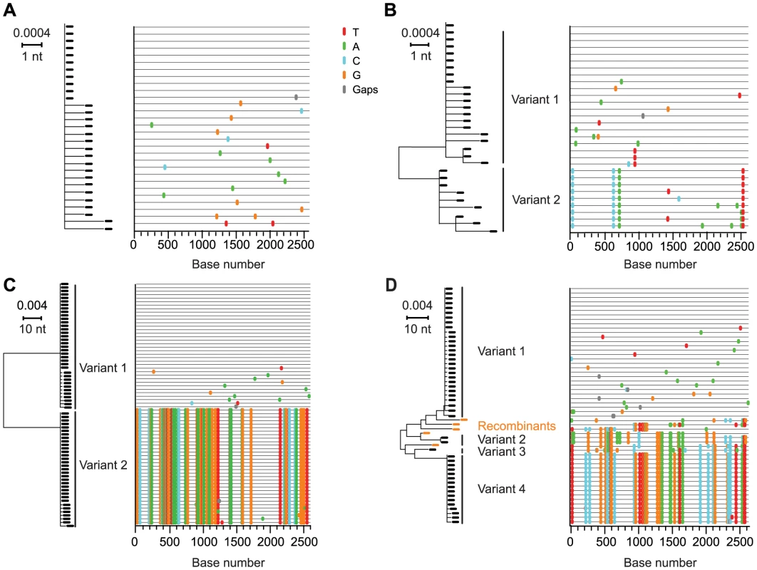 NJ trees and <i>Highlighter</i> plots of HIV-1 <i>env</i> diversity.