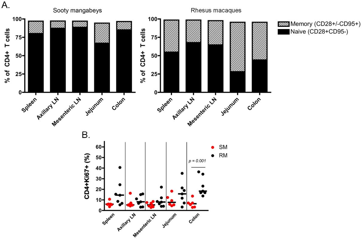 T cell differentiation and proliferation in infant SM and RM tissues.