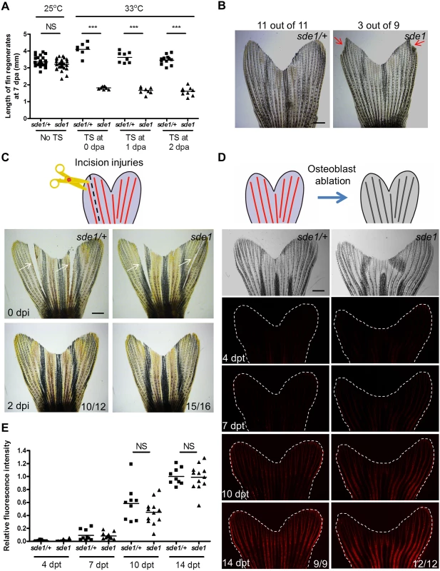 <i>sde1</i> requirements for tissue regeneration depend on injury context.