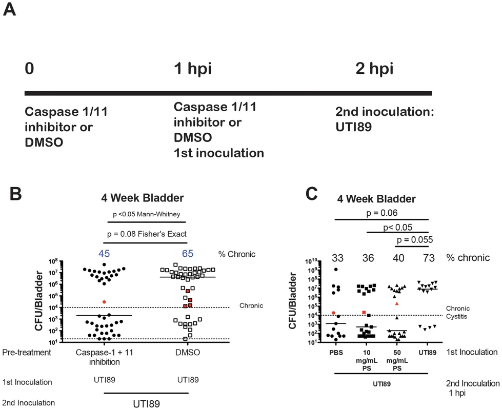 Role of caspase 1/11 and exfoliation in C3H/HeN superinfections.
