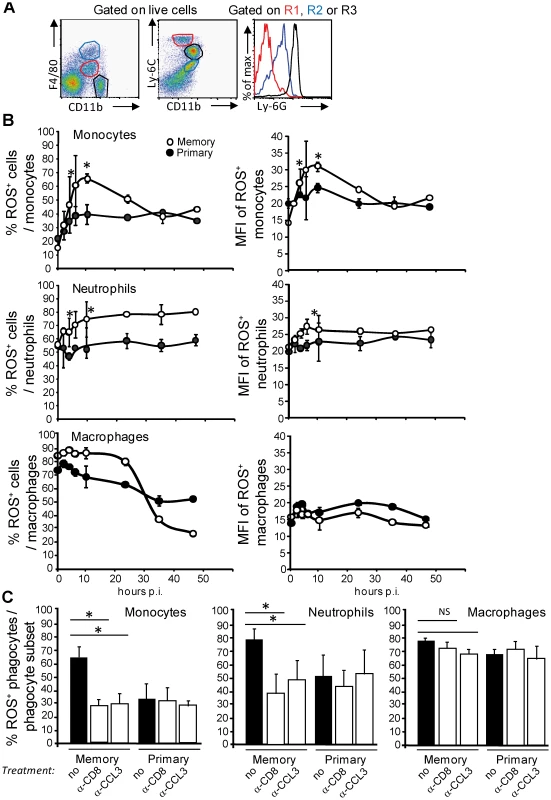 Increased frequencies of ROS<sup>+</sup> inflammatory monocytes and neutrophils that generate higher levels of ROS during the secondary infection.