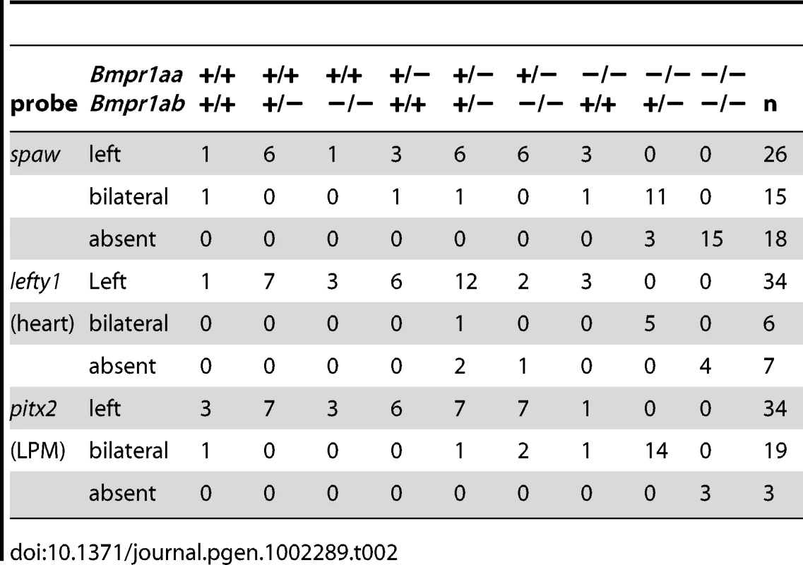 Expression pattern of <i>spaw, lefty1</i>, and <i>pitx2</i> in <i>bmpr1aa/ab</i> genotypes.