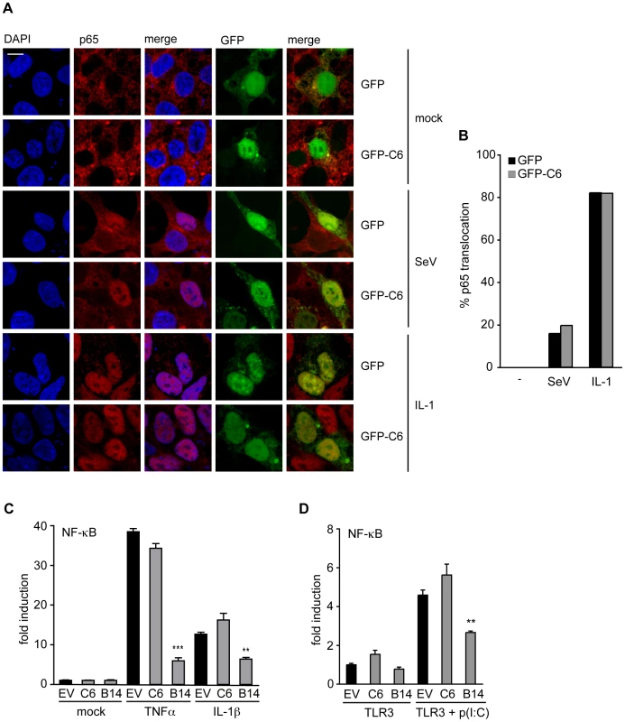C6 does not inhibit the translocation or activation of NF-κB.