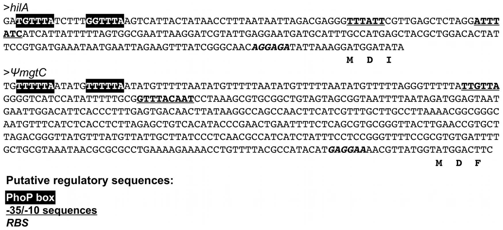 The putative promoter regions of the <i>S. glossinidius hilA</i> homologue and the <i>mgtCB</i> pseudo-operon contain canonical PhoP boxes.