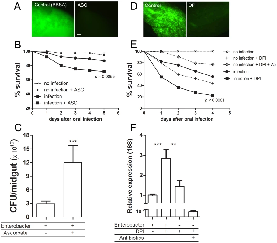 Redox modulation of bacterial growth in the midgut.