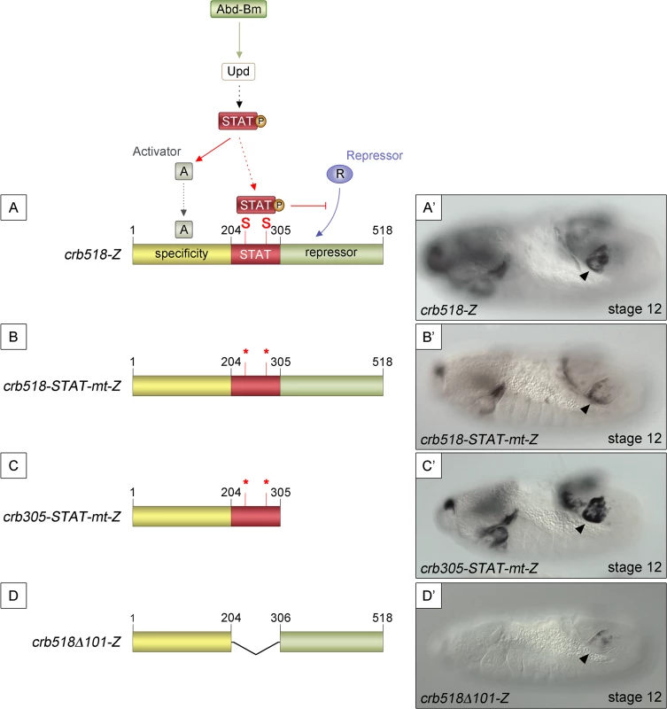STAT92E binding sites are required to release <i>crb518</i> from repression.