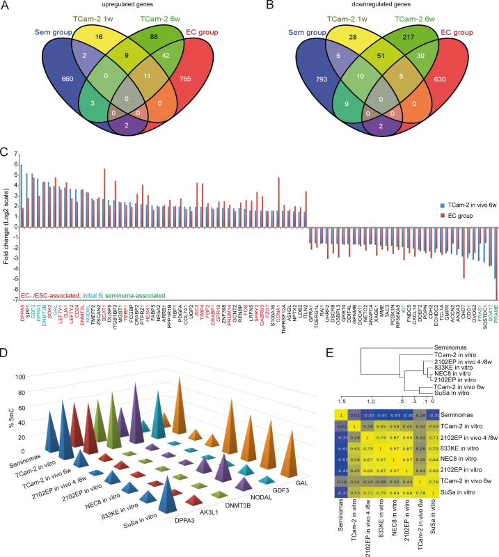 Meta-analysis of Gex and 5mC data of xenografted TCam-2 and GCC tissues.