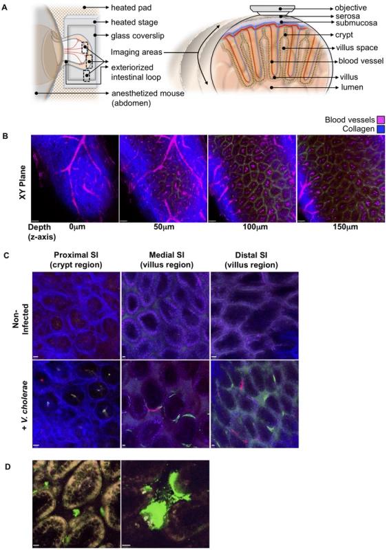 Detection of fluorescently labeled <i>V. cholerae</i> in the intact infant mouse small intestine by intravital two-photon microscopy.