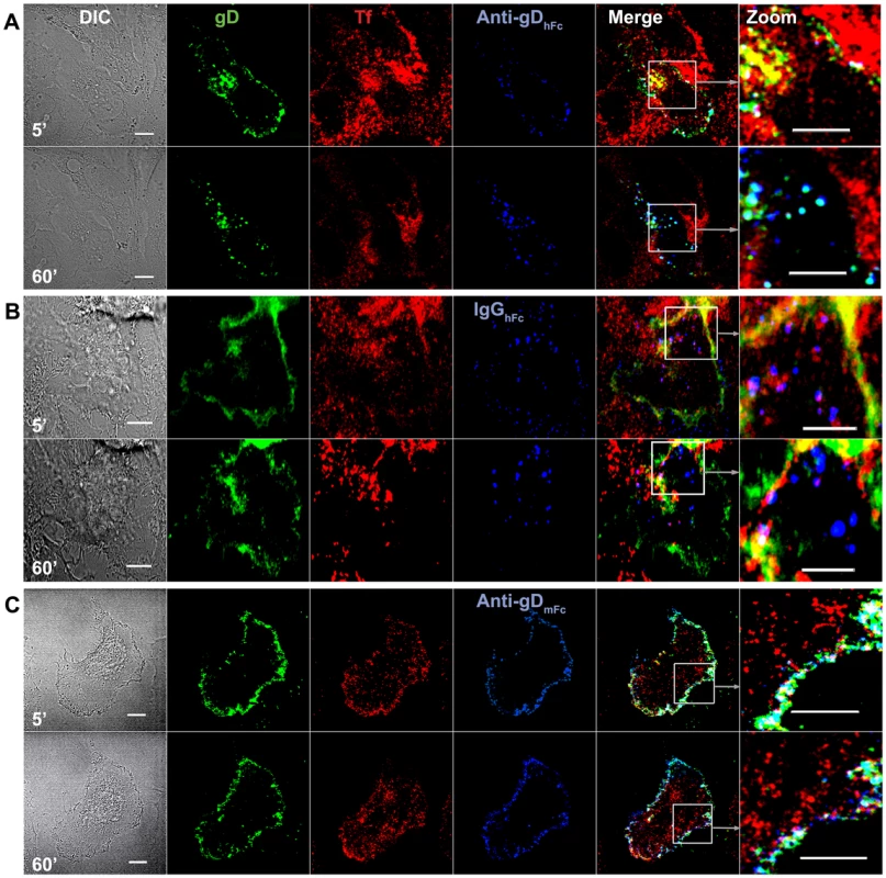 Endosomal trafficking of HSV-1 gD and IgG under ABB-permissive and non-permissive conditions.
