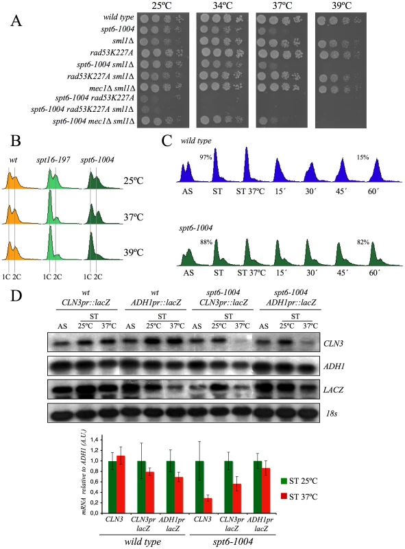 Spt6 dysfunction provokes G1/S defects and lowers cell viability in combination with <i>rad53K227A</i>.