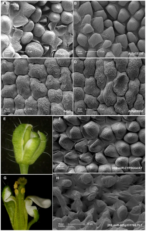 Putative downstream target genes of SHN transcription factors in patterning floral organs.