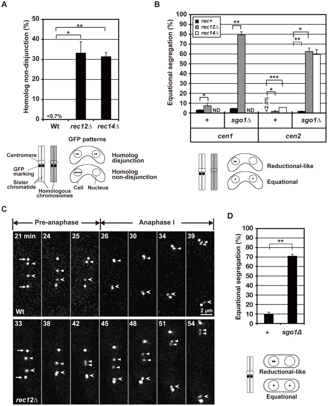 The effect of loss of chiasmata on chromosome segregation.