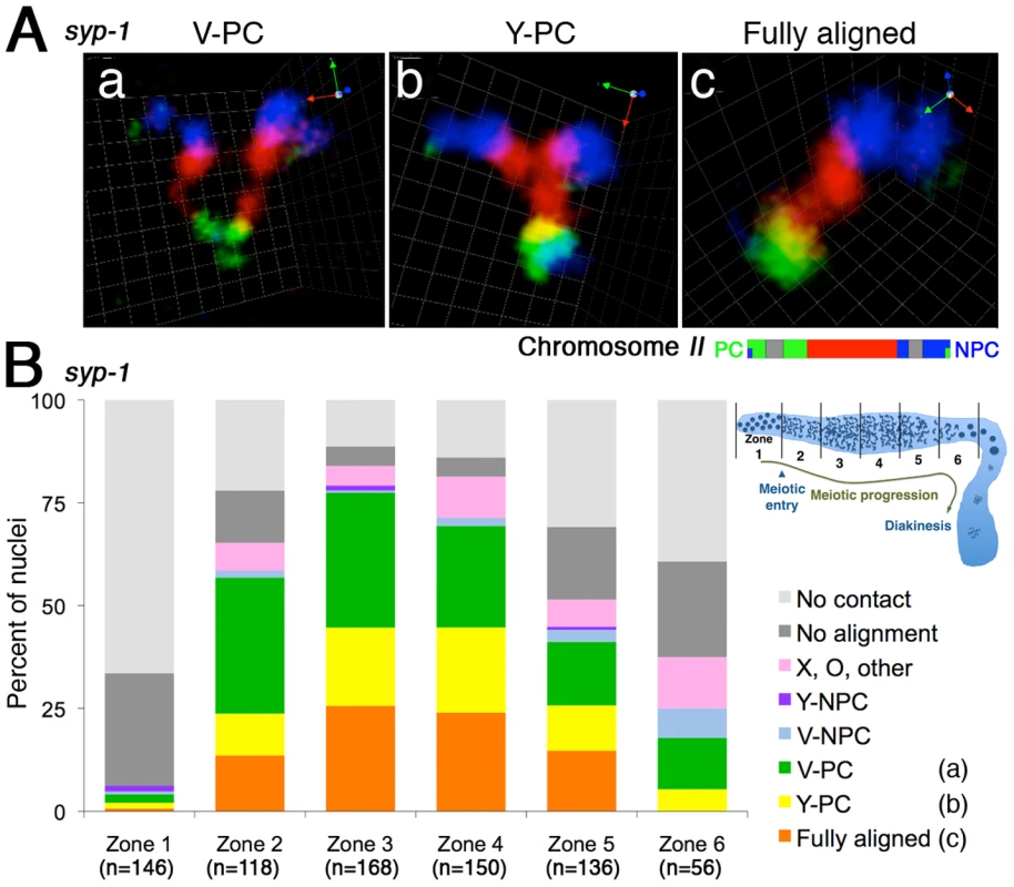 Homologous chromosomes can achieve full alignment in the absence of synaptonemal complex formation.