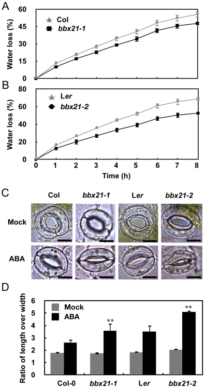The <i>bbx21</i> mutants lost water more slowly than did the wild type plants.