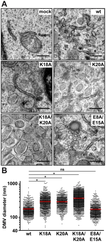 Mutations of the conserved positively charged amino acids in NS4B AH1 affect the morphology of double-membrane vesicles.