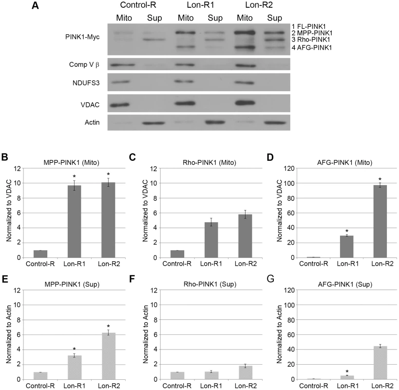 PINK1 accumulates in the mitochondrial and postmitochondrial supernatant fractions upon knockdown of Lon.
