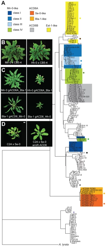 Functional diversity of the <i>ACD6</i> alleles.