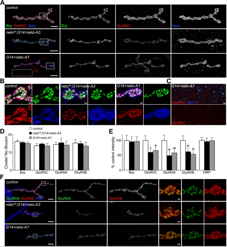 Excess Neto causes reduced iGluR synaptic clusters.