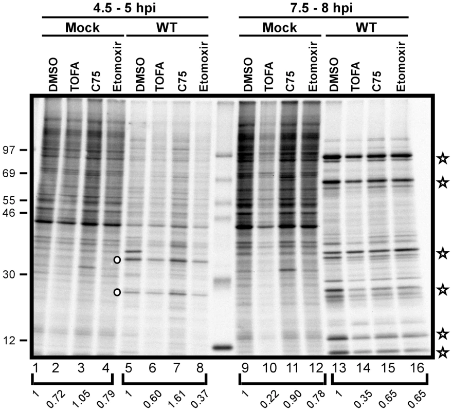 Viral protein synthesis is modestly reduced in the presence of TOFA, C75 and etomoxir.