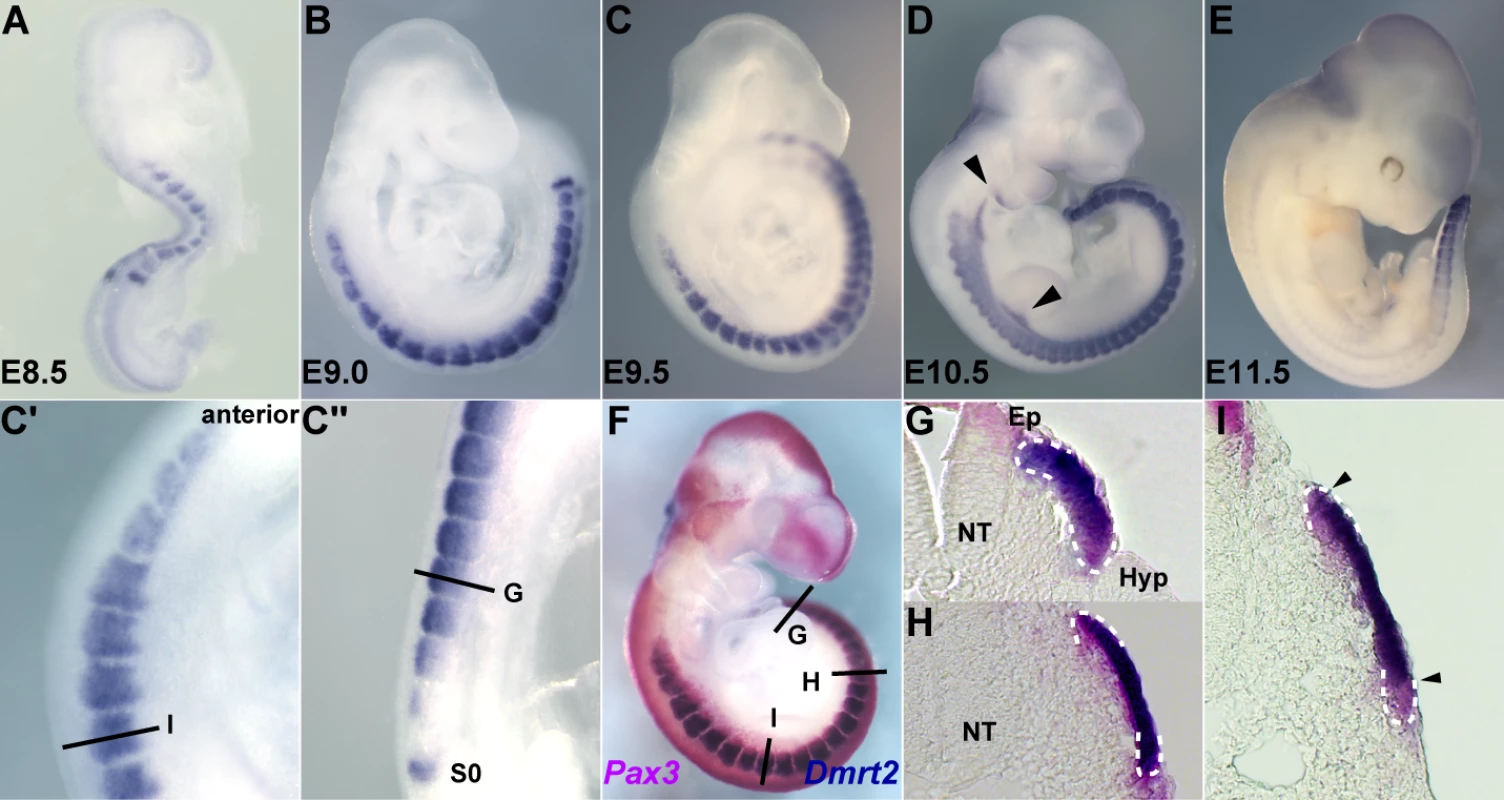 The expression of <i>Dmrt2</i>, visualised by whole mount <i>in situ</i> hybridization.