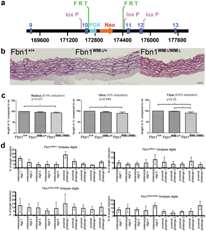 Replication of the WMS mutation in mice.