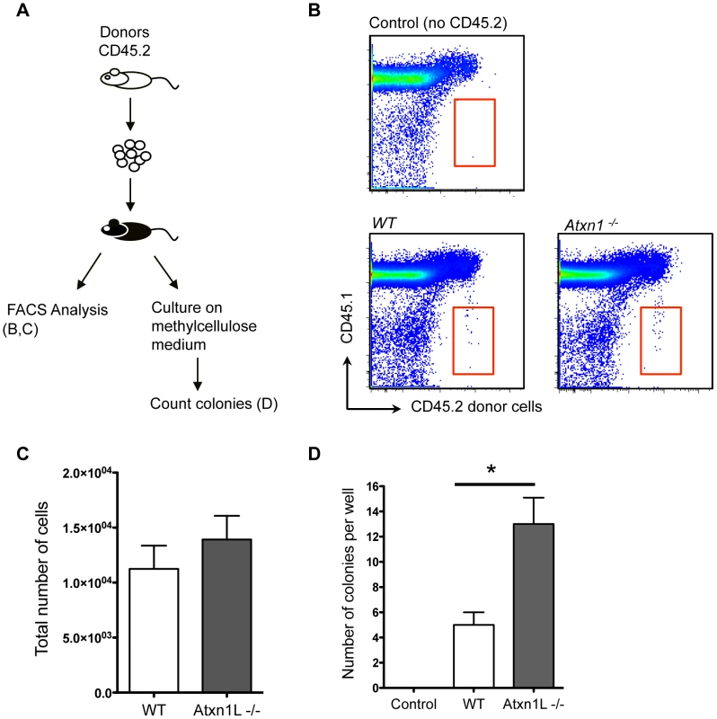 Loss of <i>Atxn1L</i> does not affect the ability of HSCs to home to the recipient marrow after transplantation.