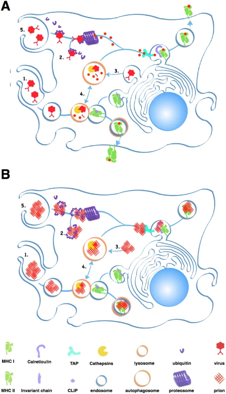 Antigen processing and presentation of classic pathogens and prions.