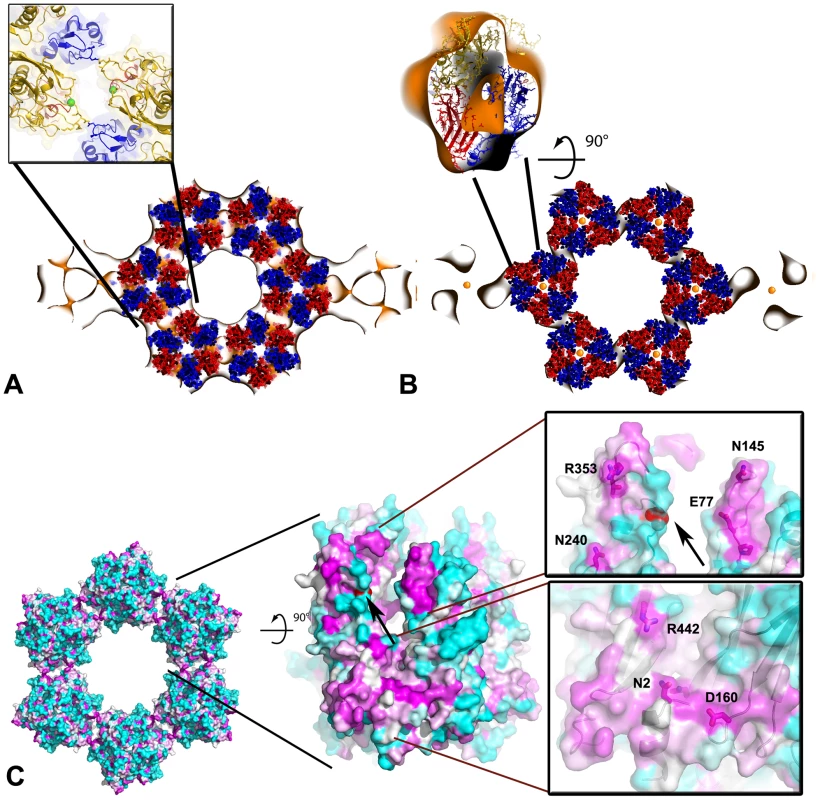 Pseudo-atomic model of the honeycombed assembly of D13.