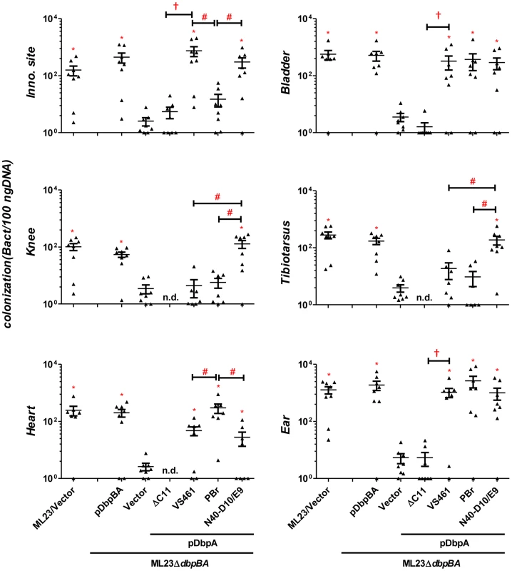 Differences in tissue tropism promoted by DbpA variants are not a function of an adaptive immune response.