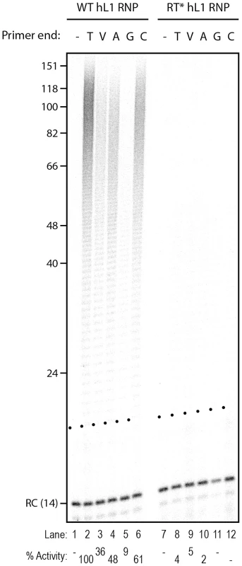 Influence of the terminal nucleotide on primer extension by L1 RNP.
