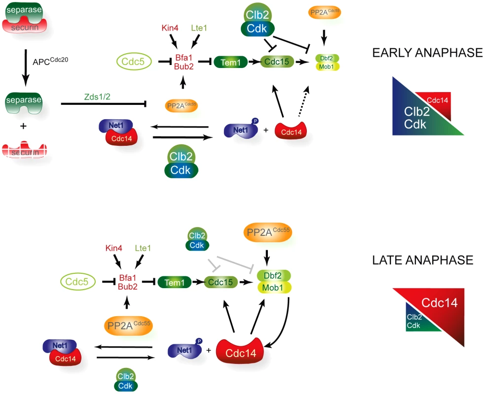 A model for MEN regulation by PP2A<sup>Cdc55</sup>.